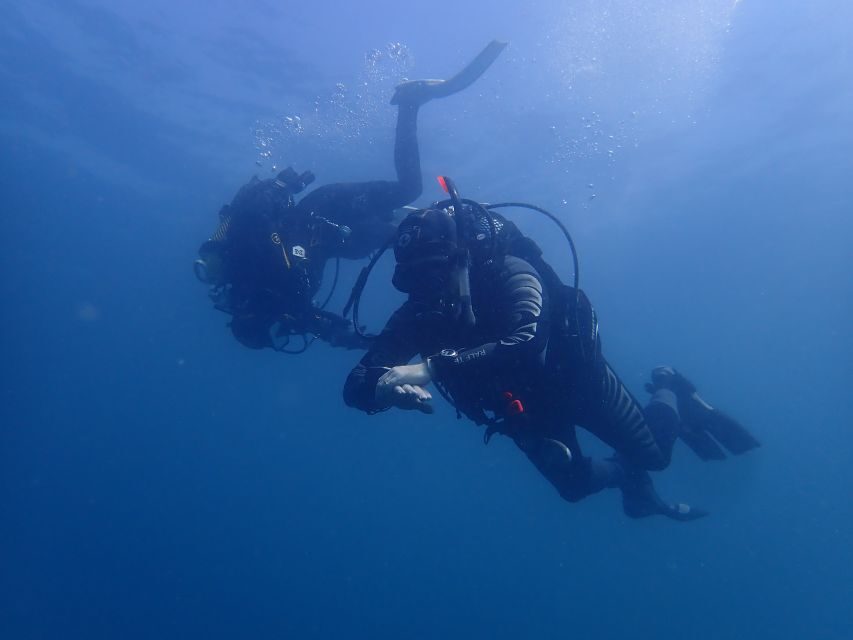 Albufeira: 2 DIVES TRIP (ONLY CERTIFIED DIVERS) - Marina Departure: What the 4 Hours Feels Like