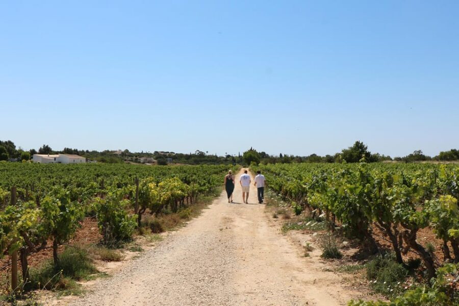 Albufeira/Porches/Vilamoura: Wine Tasting with Tapas & Music - Key Highlights You’ll Actually Notice