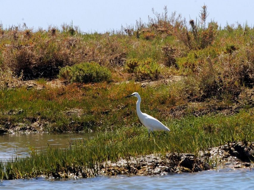 Algarve: 2-Hour Ria Formosa Kayak Tour from Faro - Key things I’d watch for