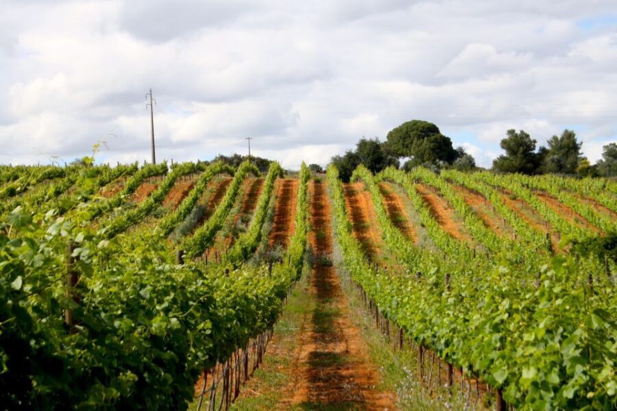 Algarve: 3 Types of Wine Tastings with Vineyard Views - The terrace moment: slow sipping with a vineyard view