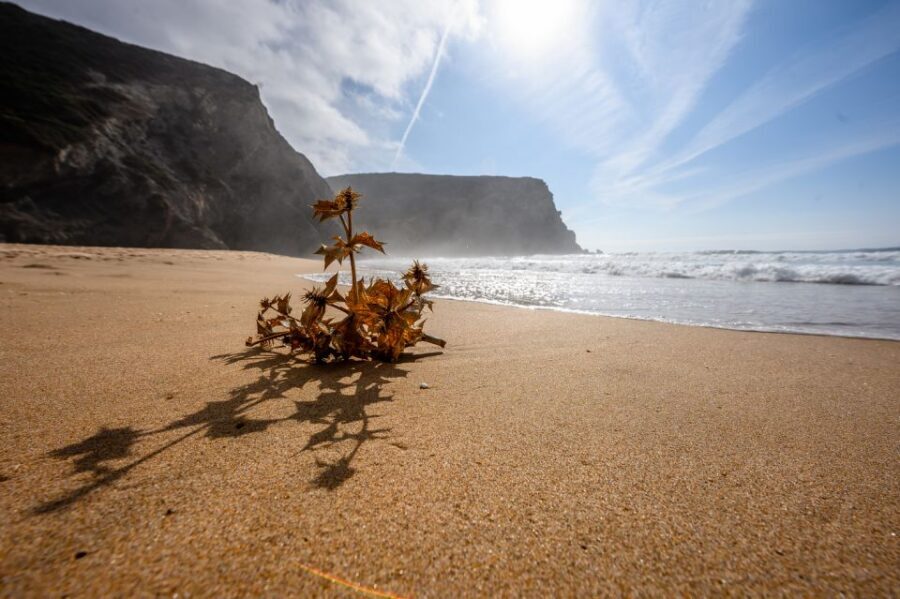 Algarve: Amazing Private Surf Lesson 2 hours - Gear, Wetsuit, and the Safety Stuff That Actually Helps