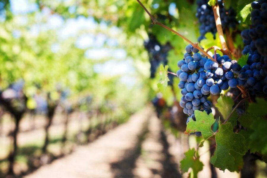 Algarve: Landscapes, Pottery, and Winery Tour - Weather, Pace, and Comfort: Make the Day Work for You