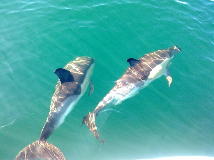 Cabanas de Tavira: Dolphin Watching Boat Tour - Key things to know before you go