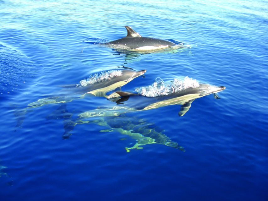 Cabanas de Tavira: Dolphin Watching Boat Tour - Ria Formosa From the Water: More Than Just a Dolphin Hunt