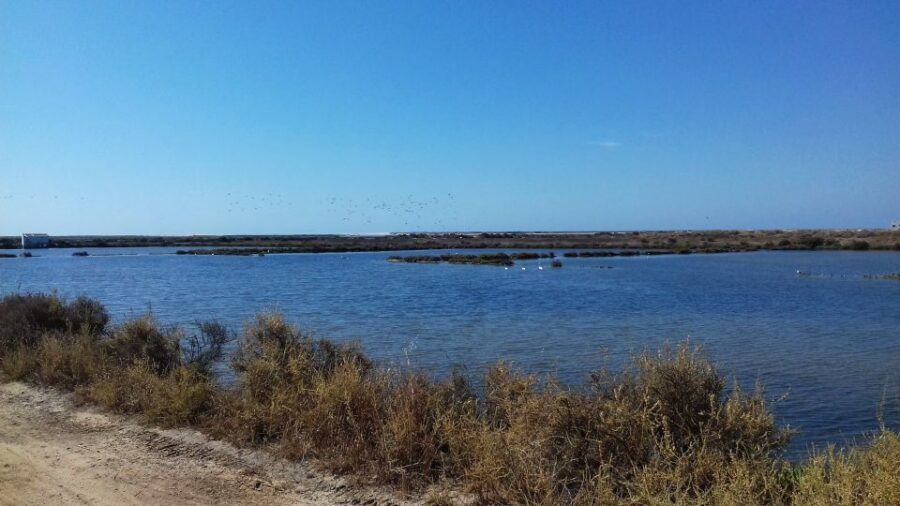 Faro Bike Tour through the Beautiful Ria Formosa - Key highlights you should care about