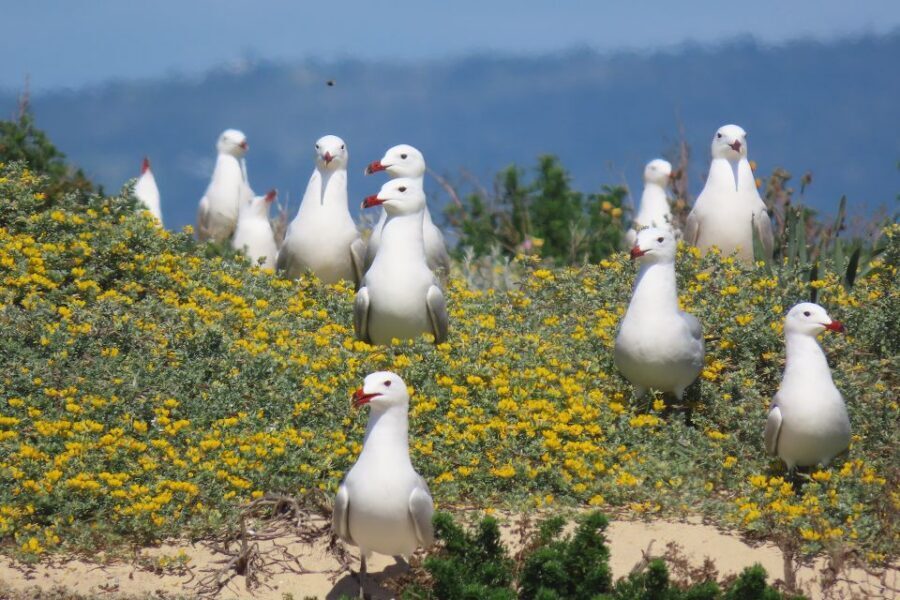 From Faro: Ria Formosa Eco Tour guided by Marine Biologist - The 75-minute Ria Formosa boat tour: what a marine biologist adds