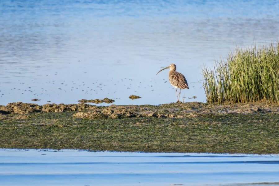 From Faro: Ria Formosa Eco Tour guided by Marine Biologist - Ilha Deserta free time: how to use your island window