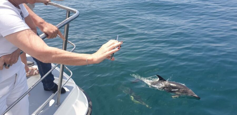 From Lagos: Dolphin Watching Catamaran Cruise - How to Get the Most Out of Your Dolphin Viewing Time