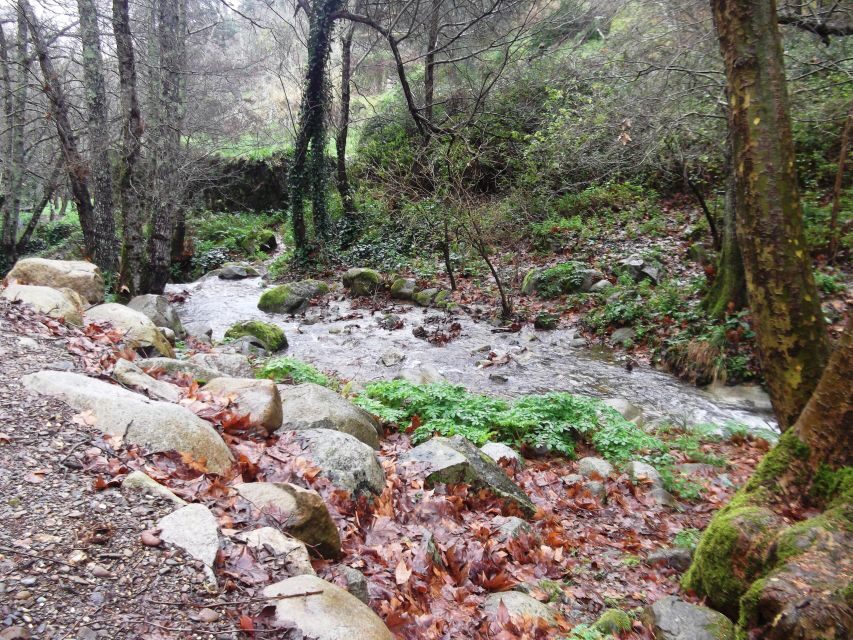 From Lagos: Monchique Private Guided Hike + Medronho Tasting - Key highlights worth showing up for