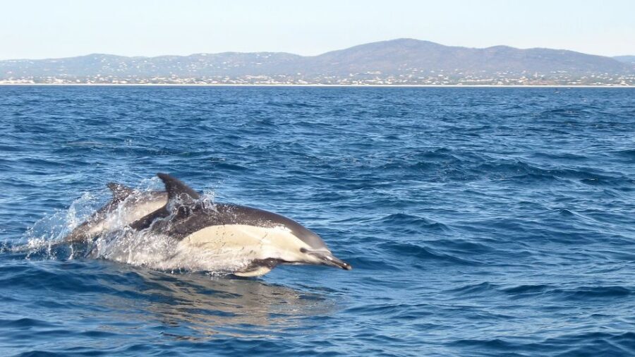 Fuzeta: Dolphin Observation Tour - Meeting near the fishing harbour: simple logistics, real-time adjustments