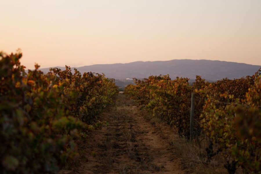 Lagoa: 2.5-Hour Vineyard Dinner with Winetasting - Getting there: the blue gate, code 2024>, and why a taxi helps