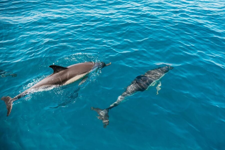 Lagos: Dolphin Watch Tour with Professional Marine Biologist - Key points that make this Lagos dolphin tour worth your time