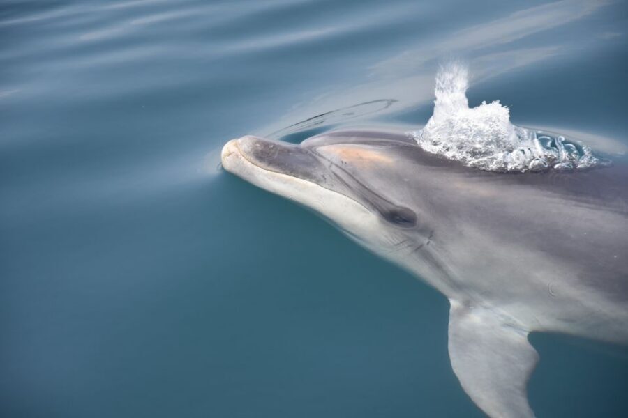Lagos: Dolphin Watch Tour with Professional Marine Biologist - Marine biologist talk: the part that turns a sighting into understanding