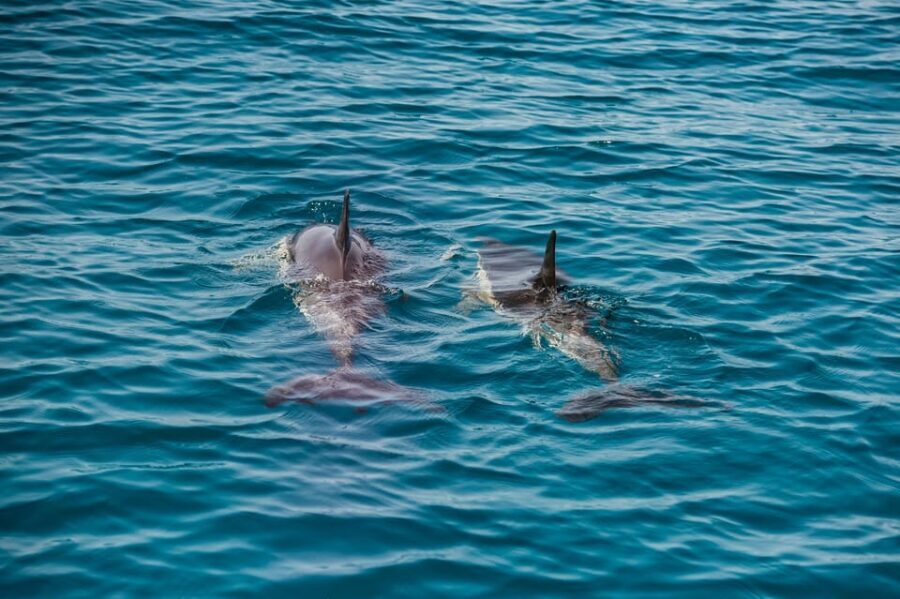 Lagos: Dolphin Watch Tour with Professional Marine Biologist - Boat comfort and how to sit for less spray