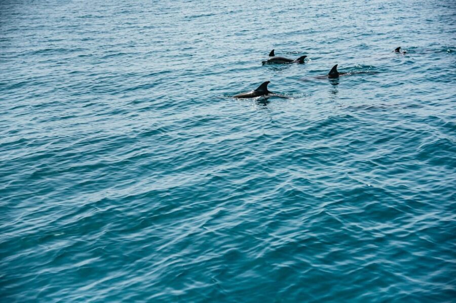 Lagos: Dolphin Watch Tour with Professional Marine Biologist - Timing: when to go if you care about higher chances