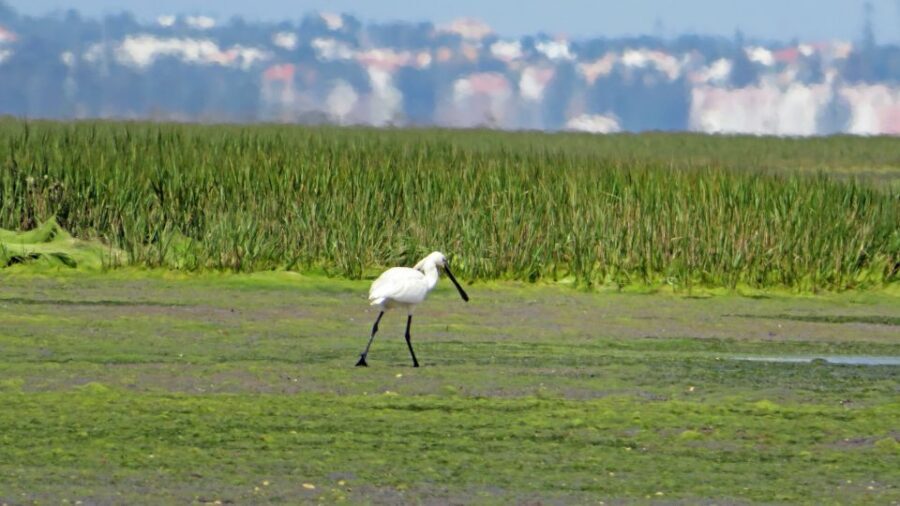 Olhão: Private Boat Tour to Ria Formosa - Your Skipper’s Live Commentary: Why the Guide Makes It Better