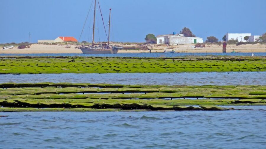 Olhão: Private Boat Tour to Ria Formosa - The One Catch: Narrow Channels Are Not the Goal
