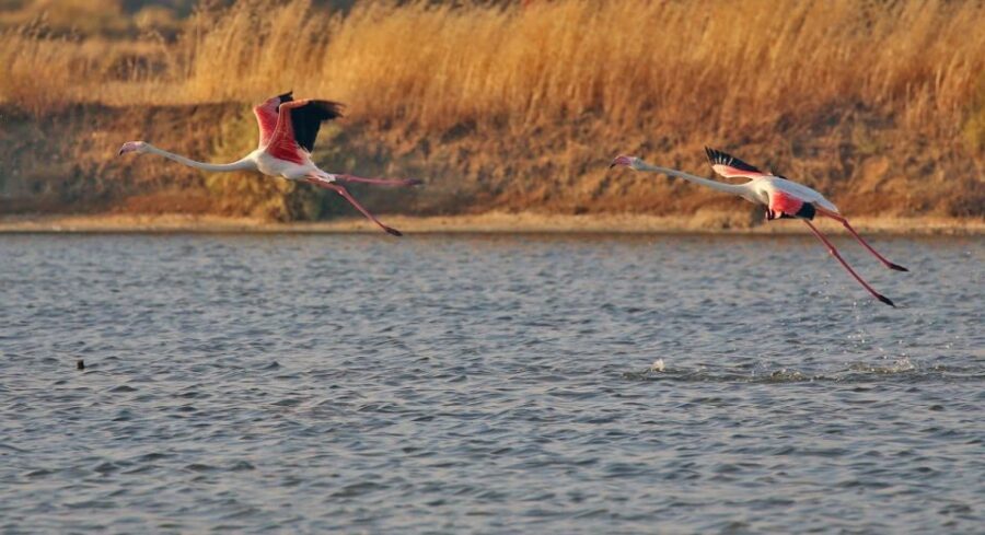 Olhão: Private Boat Tour to Ria Formosa - What to Pack and Wear (So You Actually Enjoy the Swim)