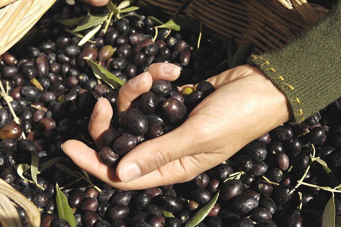 Olive Oil Private Tour in Portugal - From Olhão to a working olive mill: what the 4-hour day feels like