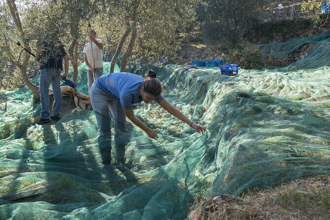 Olive Oil Private Tour in Portugal - Should you book this Algarve olive oil tour?