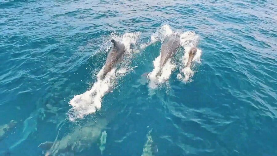 Portimão: Benagil Sea Caves Speedboat Adventure Tour - Speed, comfort, and who should think twice