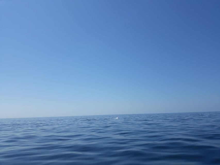 Portimão: Dophin Watching on the Algarve Coast - When the Day Turns Into Caves and Coast Riding