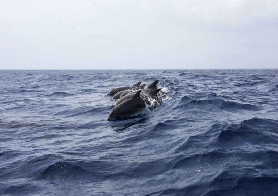 Portimão: Dophin Watching on the Algarve Coast - Accessibility and Comfort on the Water