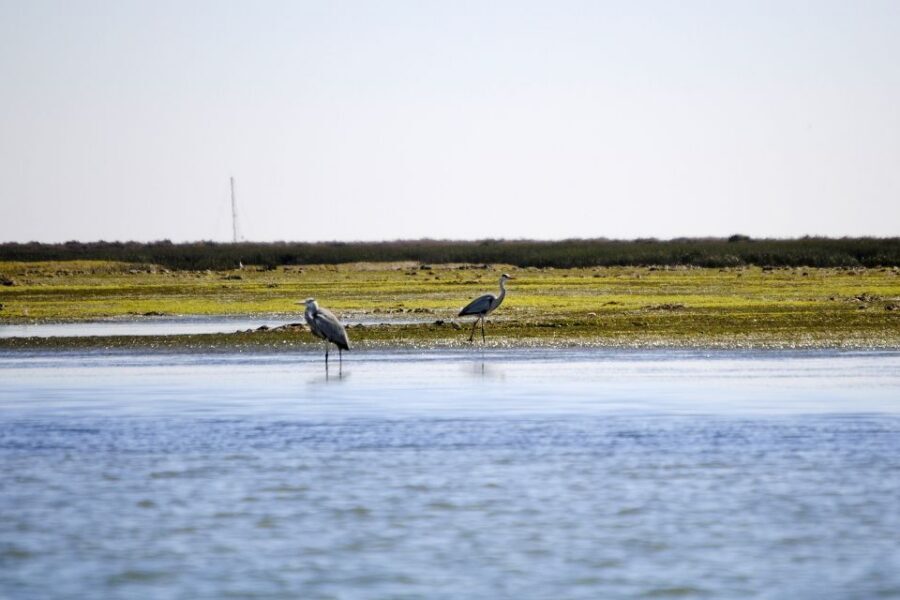 Ria Formosa National Park: Kayak Trip - Clam Farmers and Lagoon Life: Seeing Work and Wildlife Together