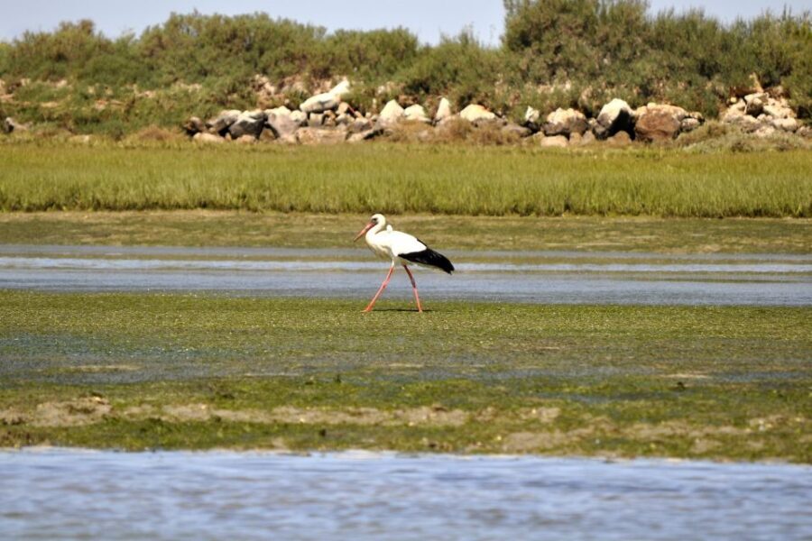 Ria Formosa National Park: Kayak Trip - Wildlife Spotting in Ria Formosa: Birds and Sea Life Without the Stress