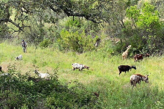 Walk in the Hills with Goat Herder-Local Honey, Wine and Cheese Tasting - Why an Algarve Goat Herder Walk Feels Like a Time-Out from the Coast