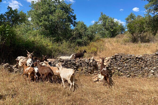 Walk in the Hills with Goat Herder-Local Honey, Wine and Cheese Tasting - Walking the Portuguese Hills with a Fifth-Generation Farm Family